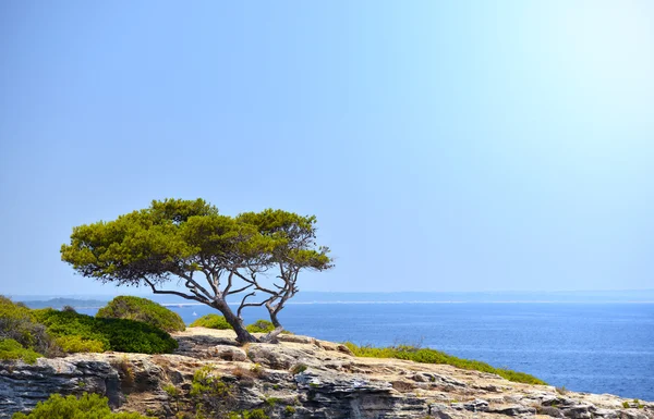 Árvore solitária na rocha ao sol em Maiorca, Espanha — Fotografia de Stock