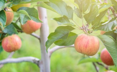 elma elma bahçesi içinde ağaç üzerinde