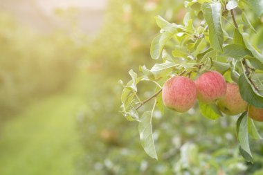elma elma bahçesi içinde ağaç üzerinde