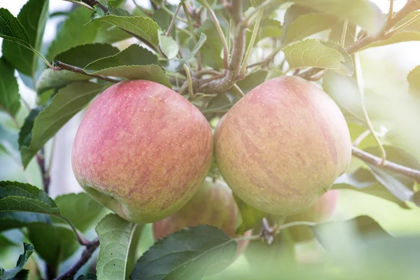 Apples On Tree In Apple Orchard — Stock Photo, Image