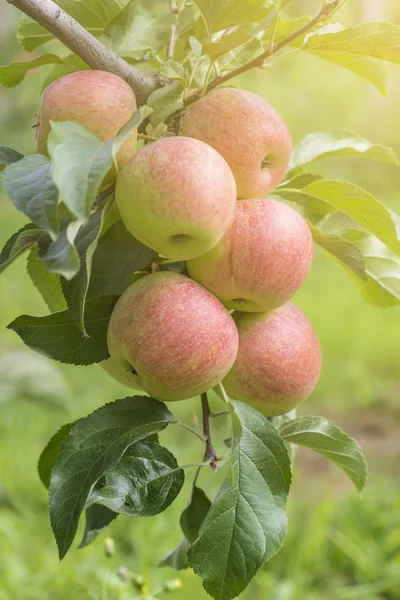 Apples On Tree In Apple Orchard — Stock Photo, Image