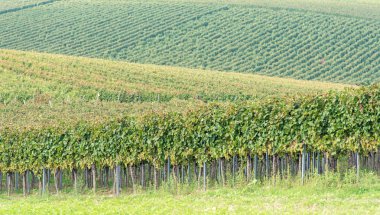 üzüm üzüm bağı içinde güzel satırları