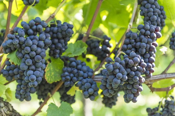 Ramo rojo de uvas en el viñedo — Foto de Stock