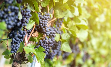 üzüm üzüm kırmızı grup