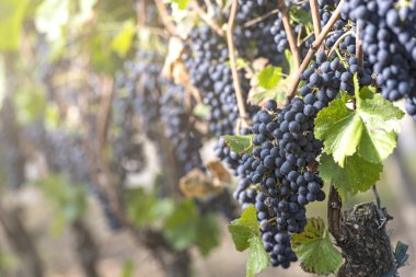 üzüm üzüm kırmızı grup