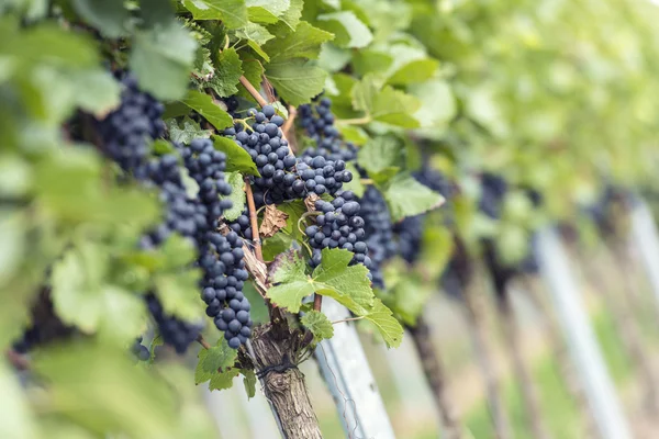 Röd massa druvor i vingården — Stockfoto