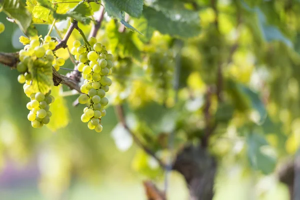 Raisins blancs dans le vignoble — Photo