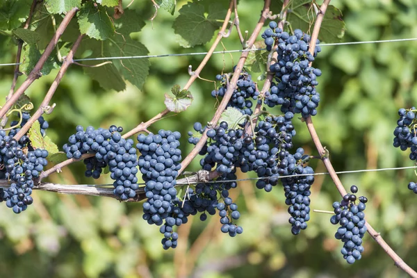 Red bunch of grapes in the vineyard — Stock Photo, Image