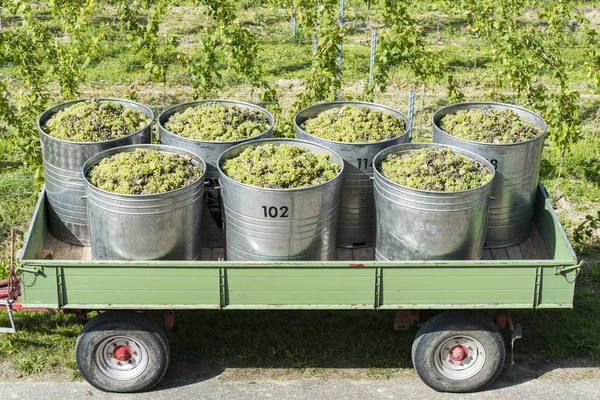 Contenitori pieni di uva bianca sul rimorchio — Foto Stock