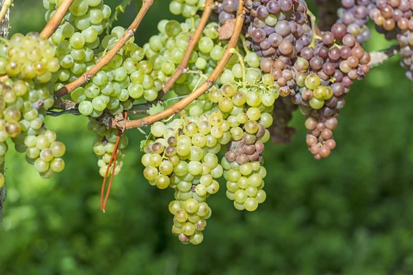 Uvas blancas en el viñedo —  Fotos de Stock
