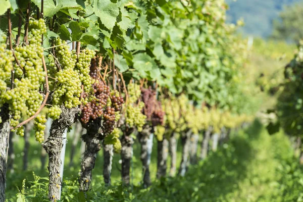 Uve bianche in vigna — Foto Stock