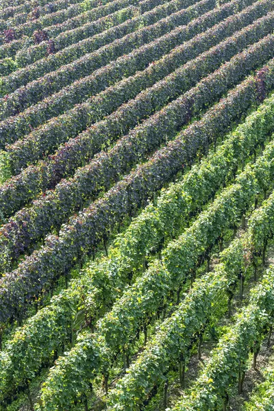 Красивые ряды винограда в винограднике — стоковое фото