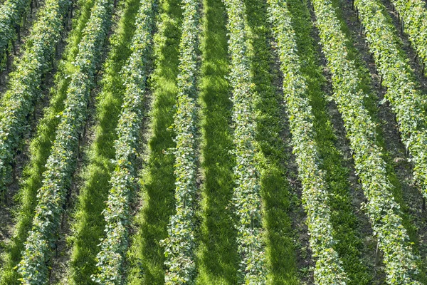 Schöne Traubenreihen im Weinberg — Stockfoto