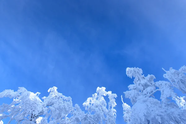 Hoar-geada em árvores em inverno — Fotografia de Stock