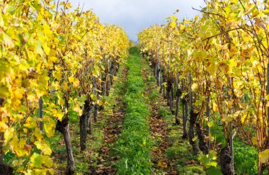 bağ sonbahar renkleri