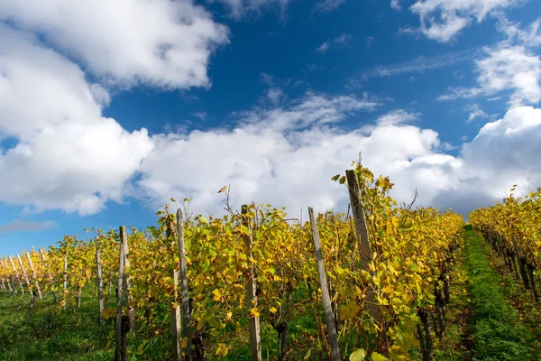Autumn Vineyard — Stock Photo, Image