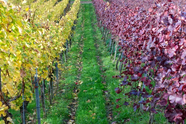 Vineyard rows with red and yellow leaves — Stock Photo, Image