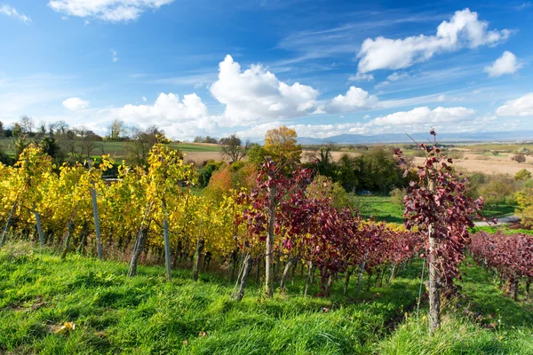 Осенний виноградник — стоковое фото
