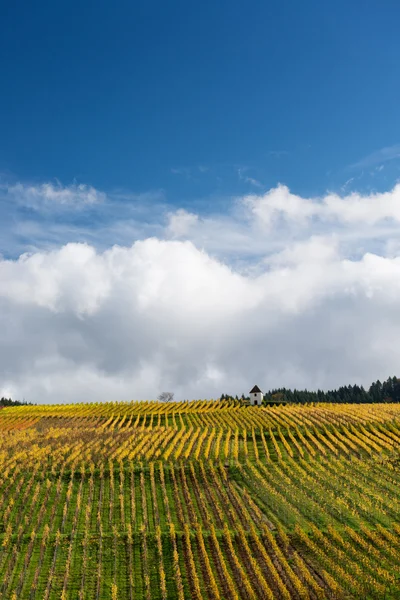 Őszi vineyard — Stock Fotó