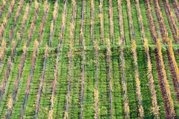 Weinbergsreihen — Stockfoto