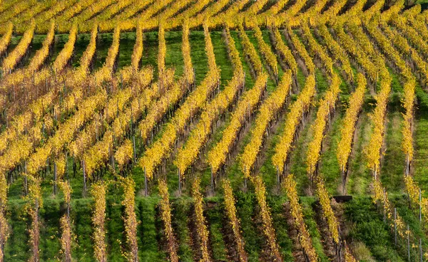 Rows of Vineyard — Stock Photo, Image