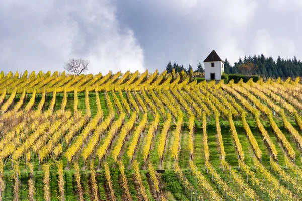 Rijen van wijngaard — Stockfoto