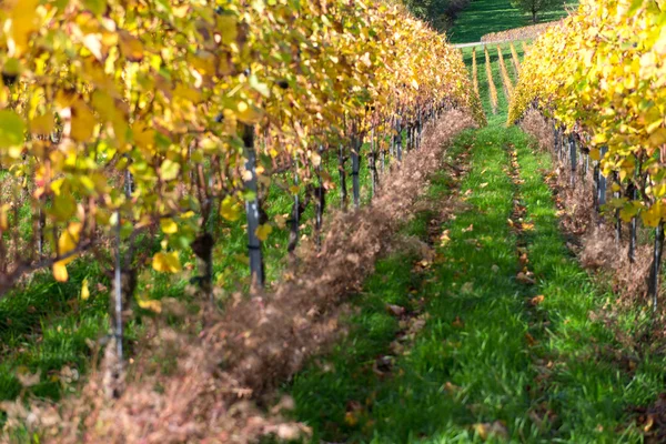 Őszi vineyard — Stock Fotó