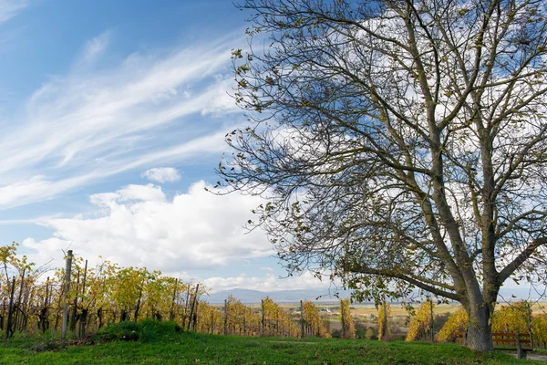 Weinberg im Herbst — Stockfoto