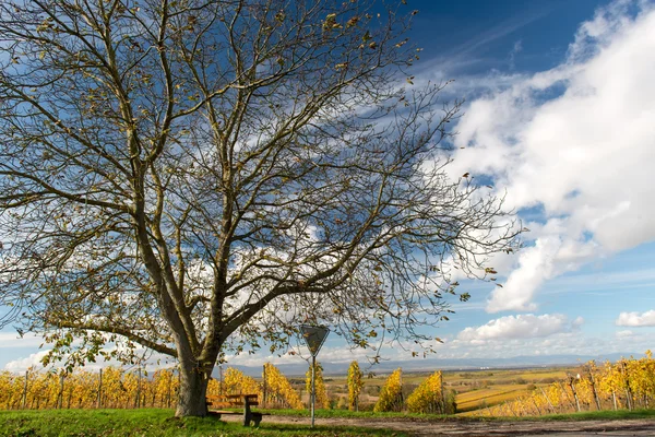 Weinberg im Herbst — Stockfoto