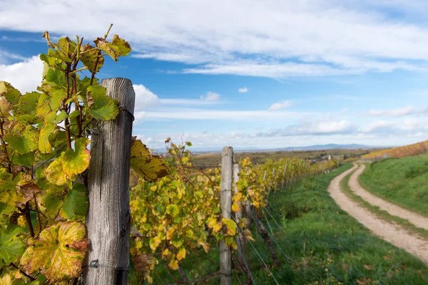 Осенний виноградник — стоковое фото