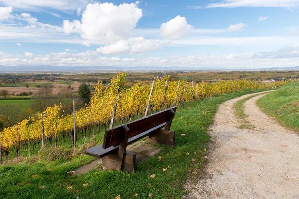 Herfst wijngaard — Stockfoto