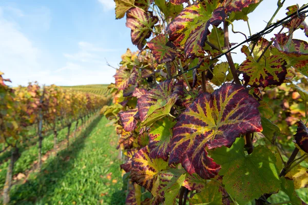 Vigneto autunnale — Foto Stock