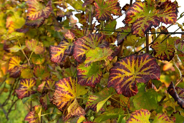 Vine Grape Leaves — Stock Photo, Image
