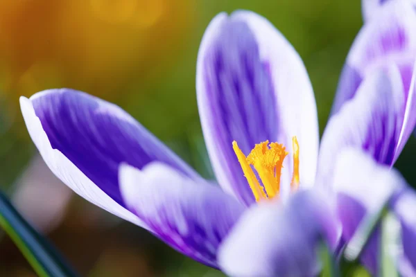 Цветы крокуса — стоковое фото
