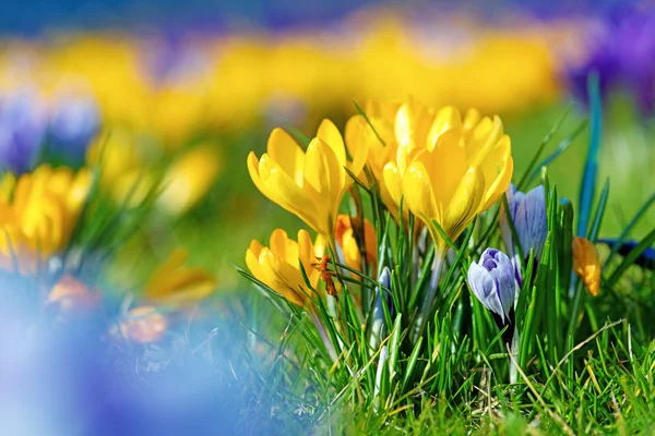 Crocus bloemen — Stockfoto