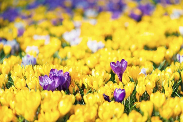 Krokusblüten — Stockfoto