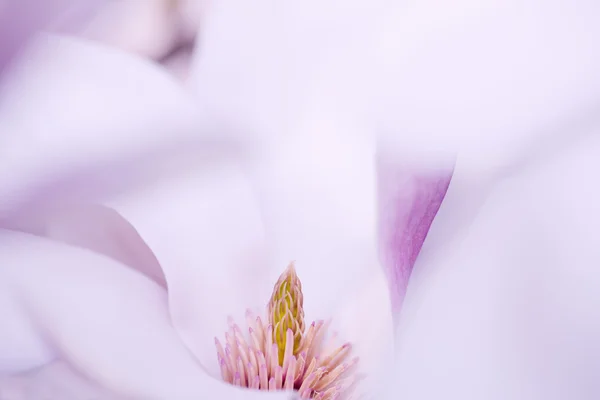 Flower Of A Magnolia Tree — Stock Photo, Image