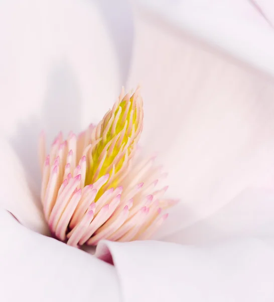 Λουλούδι από ένα δέντρο magnolia — Φωτογραφία Αρχείου