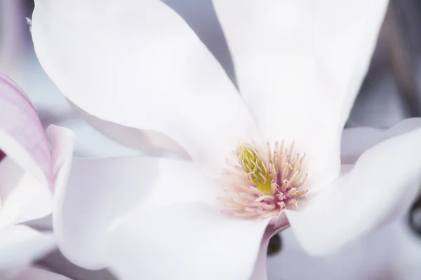Λουλούδι από ένα δέντρο magnolia — Φωτογραφία Αρχείου