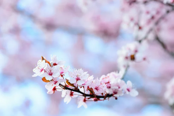 Blooming Tree In Spring — Stock Photo, Image