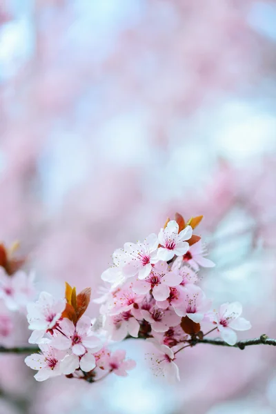 Blooming Tree In Spring — Stock Photo, Image