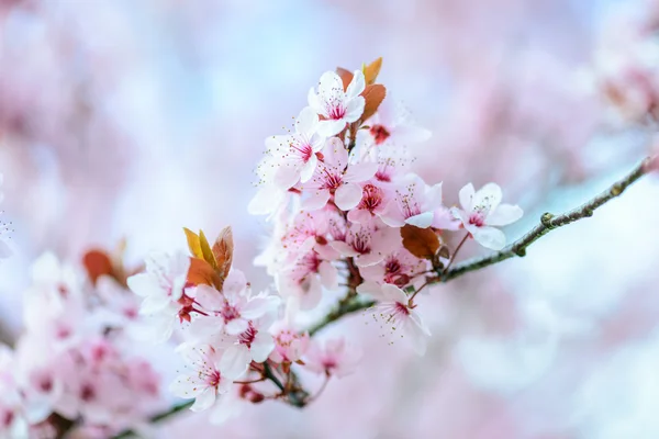 Blooming Tree In Spring — Stock Photo, Image