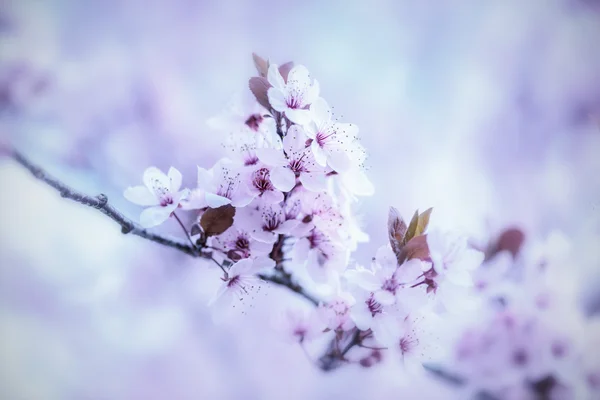 봄에 피는 나무 — 스톡 사진