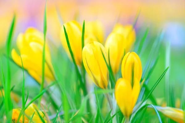 黄色のクロックの花 — ストック写真