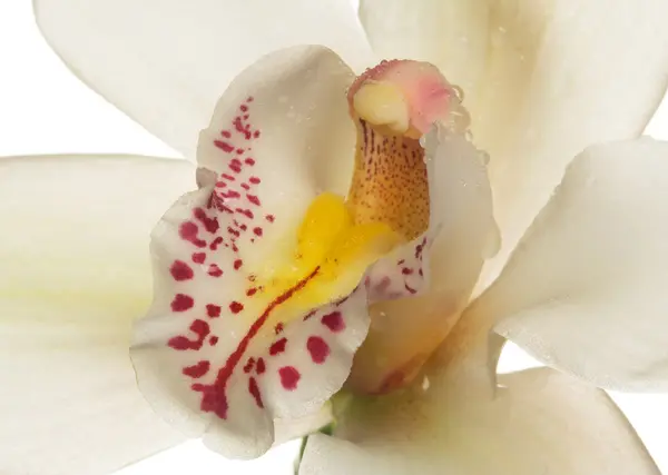 Orchidée — Photo