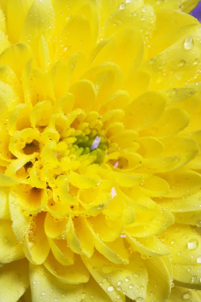 Crisantemos amarillos —  Fotos de Stock