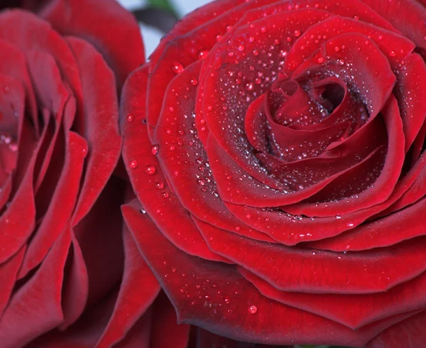 Mawar merah — Stok Foto