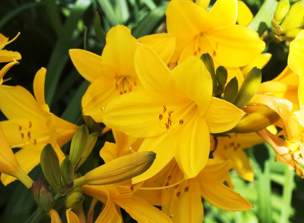 Flowers — Stock Photo, Image