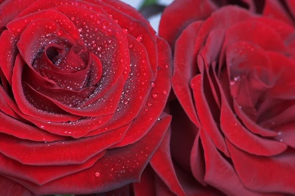 Red roses — Stock Photo, Image