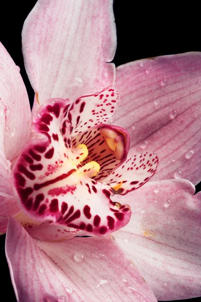 Orquídea rosa — Fotografia de Stock